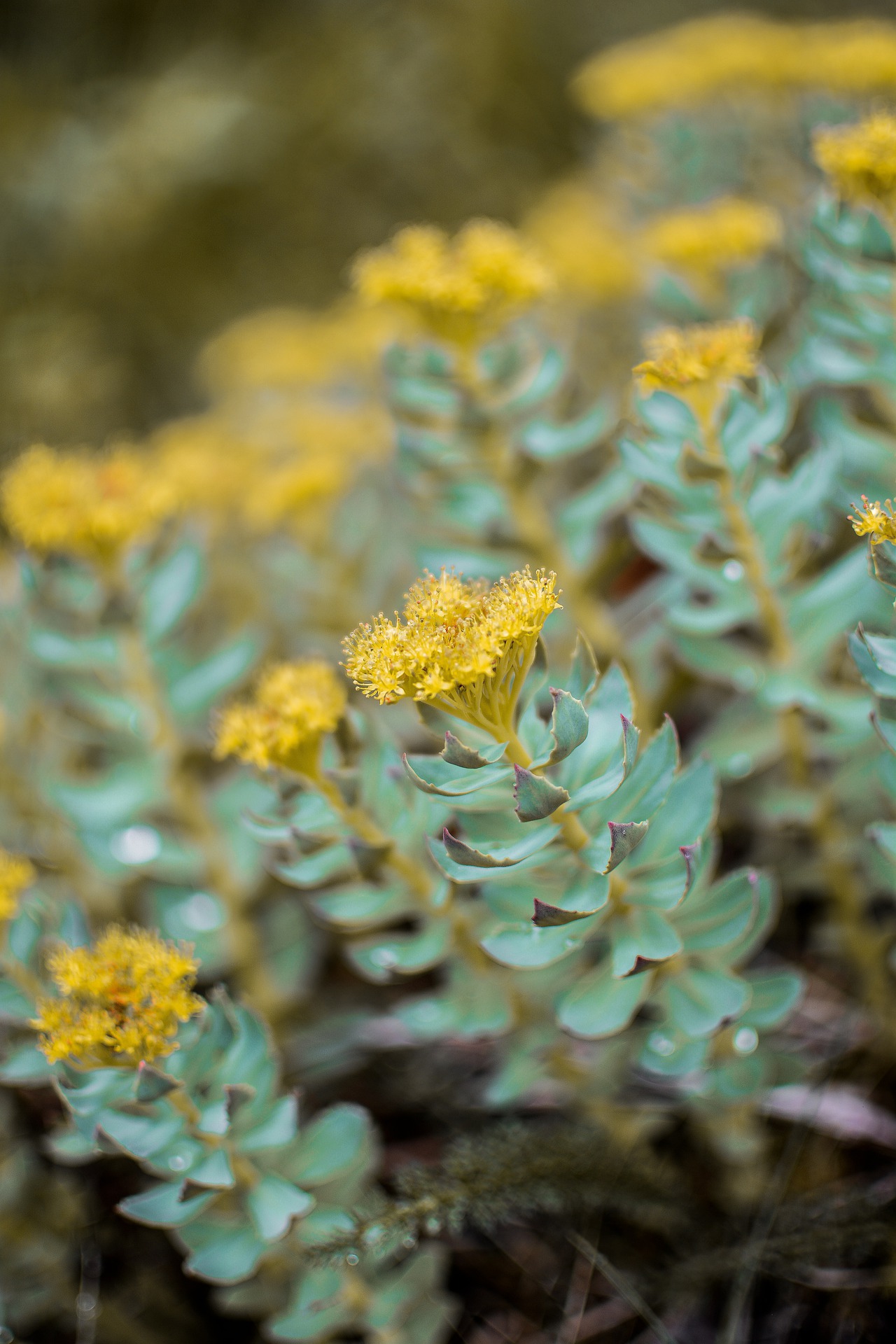 Jak działa Rhodiola rosea? Poznaj jej właściwości!